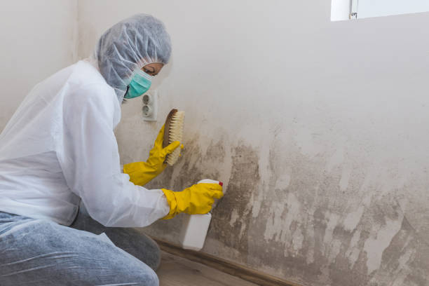 Best Black Mold Removal  in Sherman, TX