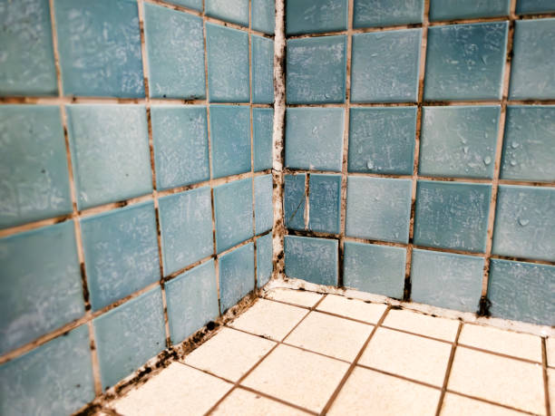 Best Industrial Mold Remediation  in Sherman, TX