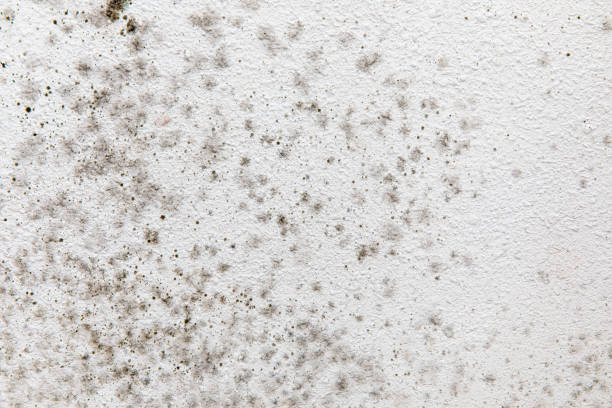 Best Mold Damage Restoration  in Sherman, TX