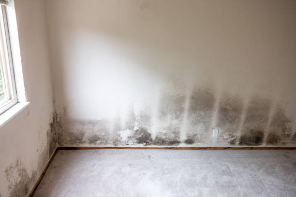 Best Commercial Mold Inspection  in Sherman, TX